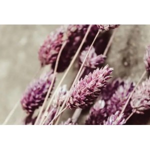 Phalaris Milka glassato Phalaris Milka glassato