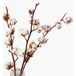 Ramo in Vero Cotone con 8 teste 