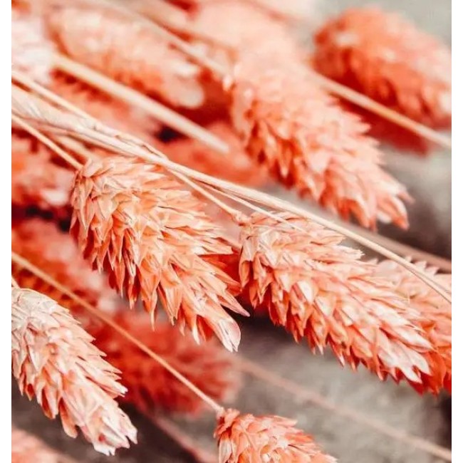 Phalaris rosa satinato Phalaris rosa satinato